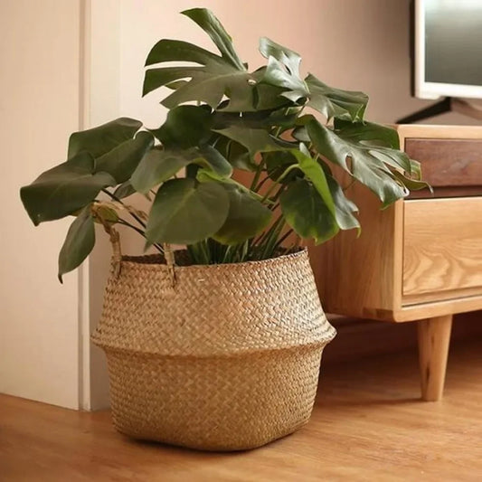 Plant Basket